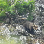 fotografia de oso en Asturias
