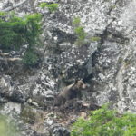 foto de oso cantábrico