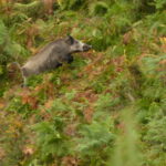 foto de Javali en Asturias