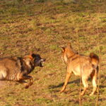 foto lobos en Aller