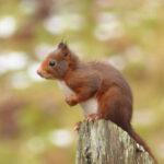 foto de ardilla
