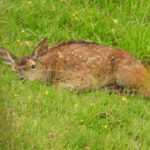 foto cria de venado