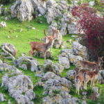 Foto de grupo de Gamos