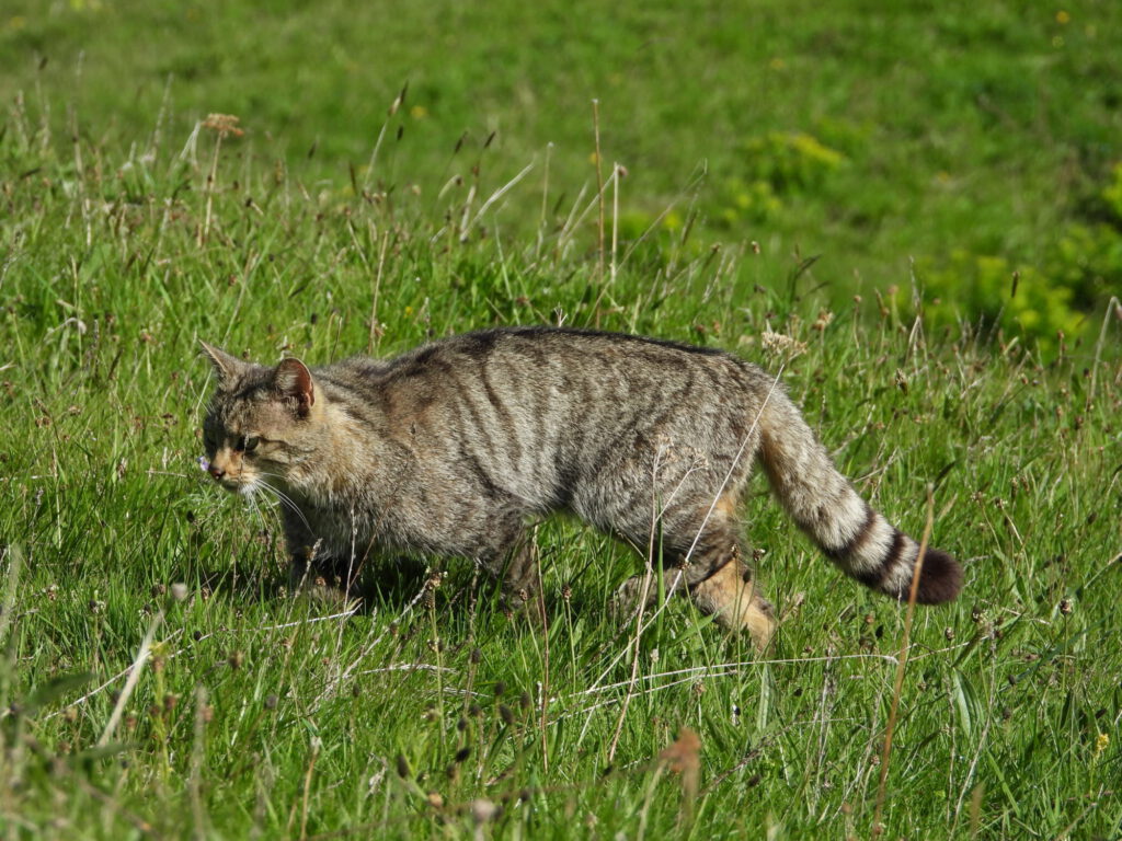 gato montes