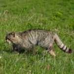 gato montes