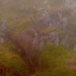 venado en la niebla