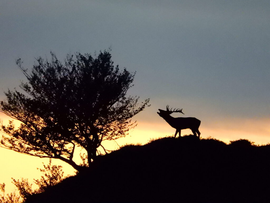 venado