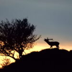 venado