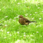 tordo buscando cerezas