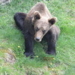 foto de osos en Asturias