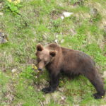 fotografia de oso pardo
