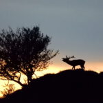 foto de venado al anochecer
