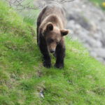 fotografia de oso