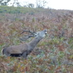 fotografia de venado