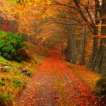 PASEO POR LOS BOSQUES DE ALLER EN OTOÑO